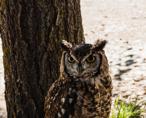 great horned owl