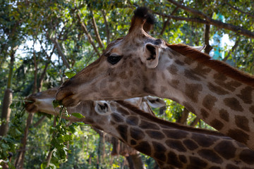 Giraffe eating a branch with green leaves