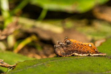 Smaller Parasa (Parasa chloris)