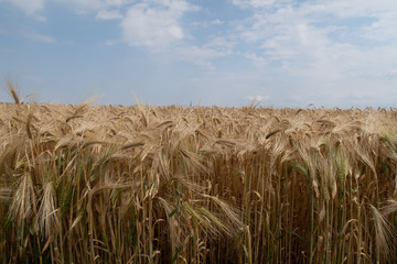 Feld