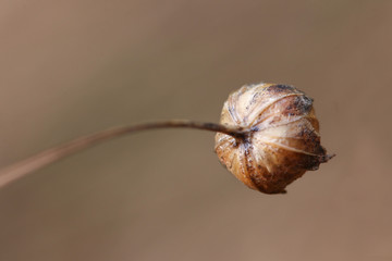 Dry and wilted flower