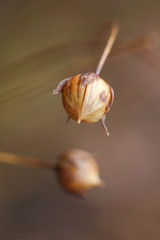 Dry and wilted flower