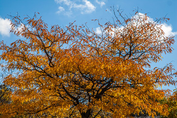 Top of tree with discoloured leaves of the fall season against a bright blue sky