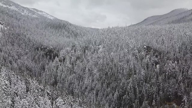 Forwards, sideways aerial of snowy forest. Manning Park, Canada. Good opening drone shot. 