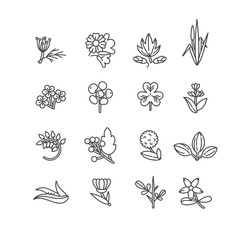 Vector monochrome set design templates and emblems - healthy herbs and spices. Different medicinal, cosmetic plants. Logos in trendy linear style. - obrazy, fototapety, plakaty