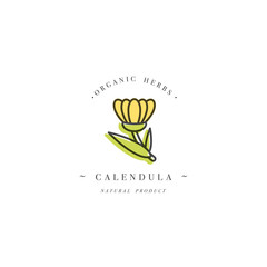 Vector design template logo and emblem healthy herb- calendula. Logo in trendy linear style isolated on white background. - obrazy, fototapety, plakaty