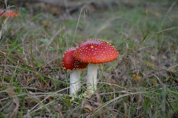 Two young toxic Fly Agarics
