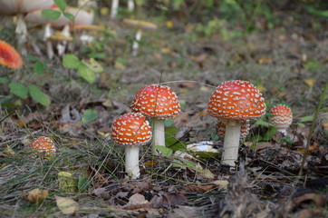 Young toxic Fly Agaric group