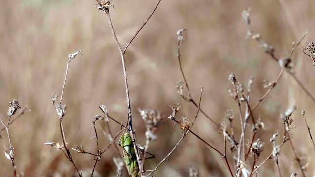 Polująca Modliszka (Mantodea) na trawach w jesiennych trawach