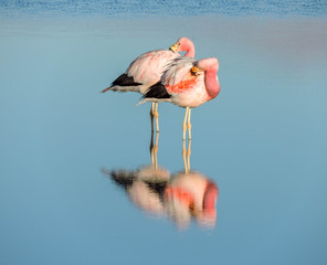 #ATACAMADESERT #CHILE #NATURE #FLAMINGO