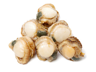 Raw scallop background