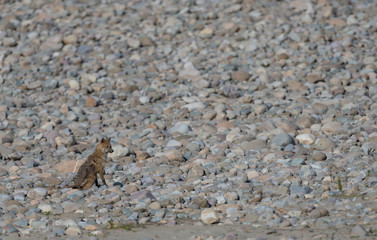 Jackal sitting in dry riverbed at Jim Corbett National Park,India