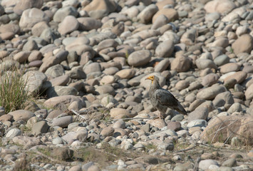 Egyptian Vulture sitting in dry riverbed at Jim Corbett National Park,India