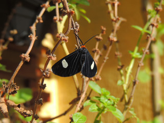 borboleta negra, black butterfly, boldo