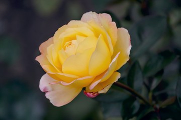 Rose in gelb und rosa ist aufgeblüht