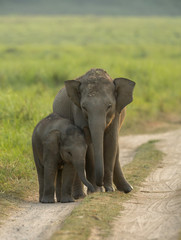 Elephants siblings in Dhikala Grassland in Jim corbett Nationa Park