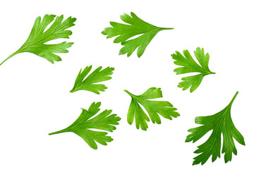 green fresh parsley leaves isolated on white background top view