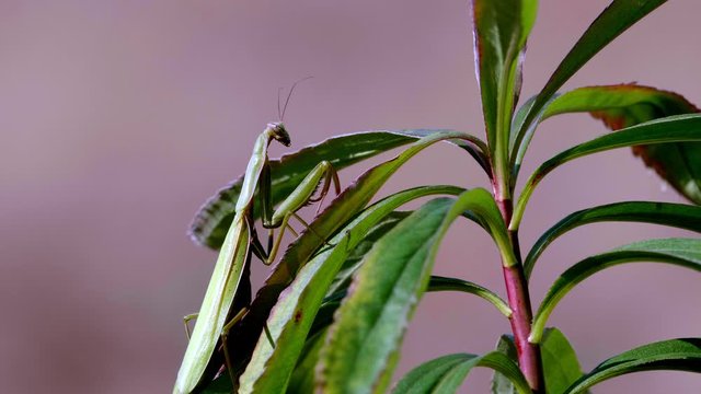 Polująca Modliszka (Mantodea) na trawach w jesiennych trawach