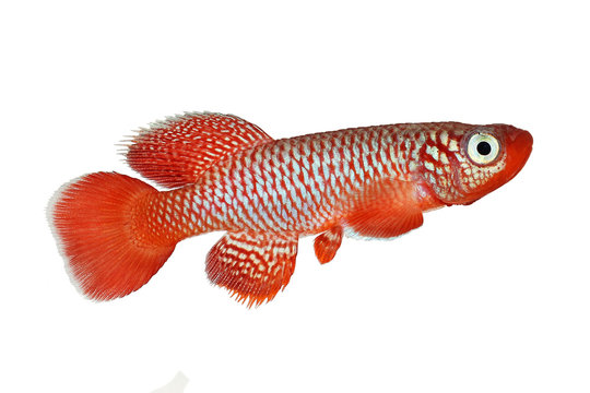 Kisaki Killifish Nothobranchius flammicomantis Killi aquarium fish