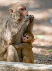 Rhesus macaque Mother and baby in Jim Corbett National Park,India
