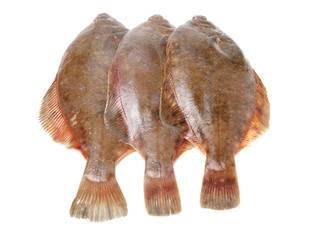 Psetta maxima (Turbot Fish) isolated on white background 