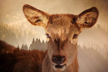 double exposure of deer and pine forest - save our planet - fight global warming