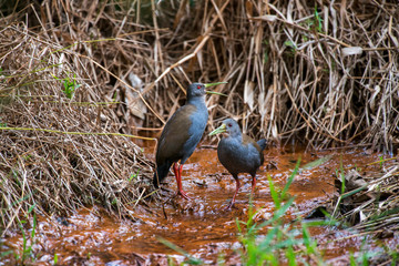Blackish Rail photographed in Domingos Martins, Espirito Santo. Southeast of Brazil. Atlantic Forest Biome. Picture made in 2013.