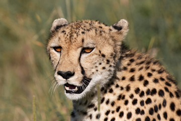 Obraz na płótnie Canvas close up portrait of a Cheetah
