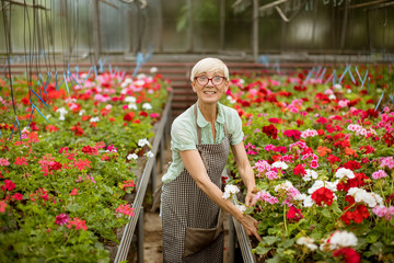 Fototapeta na wymiar Senior woman working in flower garden