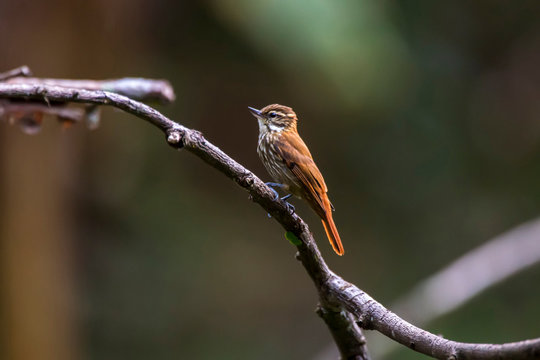 Streaked Xenops photographed in Domingos Martins, Espirito Santo. Southeast of Brazil. Atlantic Forest Biome. Picture made in 2013.