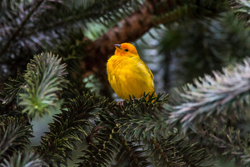 Saffron Finch photographed in Domingos Martins, Espirito Santo. Southeast of Brazil. Atlantic Forest Biome. Picture made in 2013.