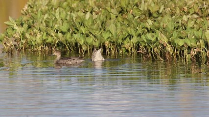 Mareca penelope. A flock of Wigeon in September swims among the thickets