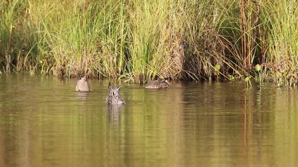Two Shoveller and Wigeon in September among the thickets coastal