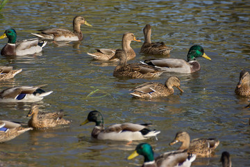 Birds and animals in wildlife. Amazing mallard duck swims in lake or river with blue water under sunlight landscape. Closeup perspective of funny duck.