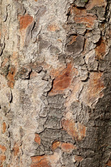 Tree bark background, Wood texture