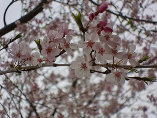 red buds from a tree