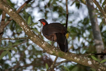  Dusky legged Guan photographed in Domingos Martins, Espirito Santo. Southeast of Brazil. Atlantic Forest Biome. Picture made in 2013.