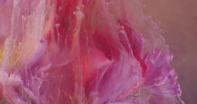 Macro video of Exotic  Flowers, Covered in Pollen on the Black Background. Closeup. Bouquet