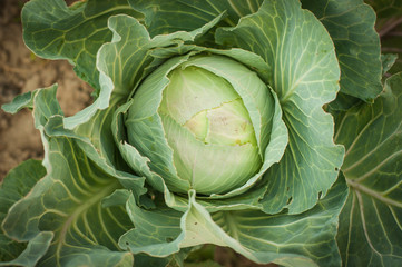 Fototapeta premium Beautiful bright and juicy green white cabbage growing. View from above.