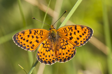 Brenthis hecate Twin-spot fritillary beautiful orange and black butterfly depending on the first rays of the morning sun