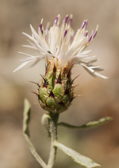 Centaurea boissieri centaury, centory, starthistles knapweeds centaureas loggerheads lovely small species of endemic thistle of Granada and Malaga in Spain