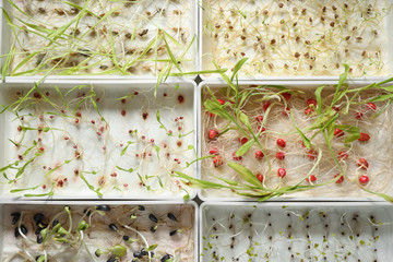 Containers with sprouted seeds, top view. Laboratory research