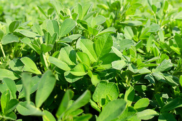 Fototapeta na wymiar Field of alfalfa in spring. Stems with leaves of the young alfalfa on field closeup. Green field of lucerne (Medicago sativa). Field of fresh grass growing.