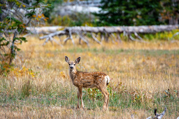 Faun in  dry grassy meadow 