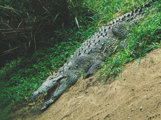 crocodile with mouth open