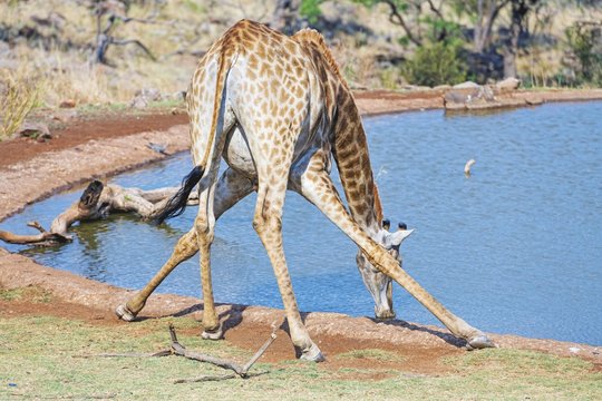Giraffe drinking from the pond