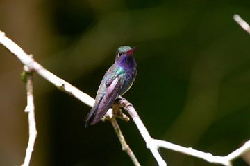 Sapphire spangled Emerald photographed in Santa Teresa, Espirito Santo. Southeast of Brazil. Atlantic Forest Biome. Picture made in 2013.