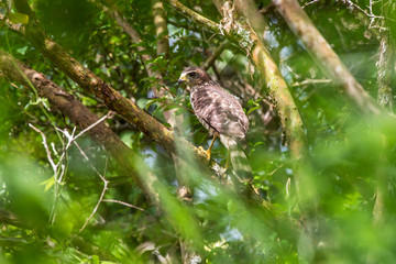 Roadside Hawk photographed in Santa Teresa, Espirito Santo, Southeast of Brazil. Atlantic Forest Biome. Picture made in 2013.