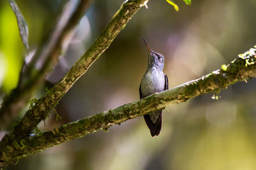 Sapphire spangled Emerald photographed in Santa Teresa, Espirito Santo. Southeast of Brazil. Atlantic Forest Biome. Picture made in 2013.