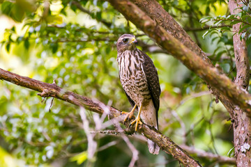Roadside Hawk photographed in Santa Teresa, Espirito Santo, Southeast of Brazil. Atlantic Forest Biome. Picture made in 2013.